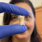 La Dra. Ana Angelova Volponi muestra un diente humano cultivado en laboratorio