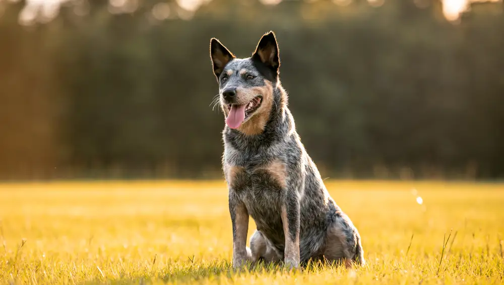 Perro ganadero australiano