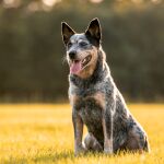Perro ganadero australiano