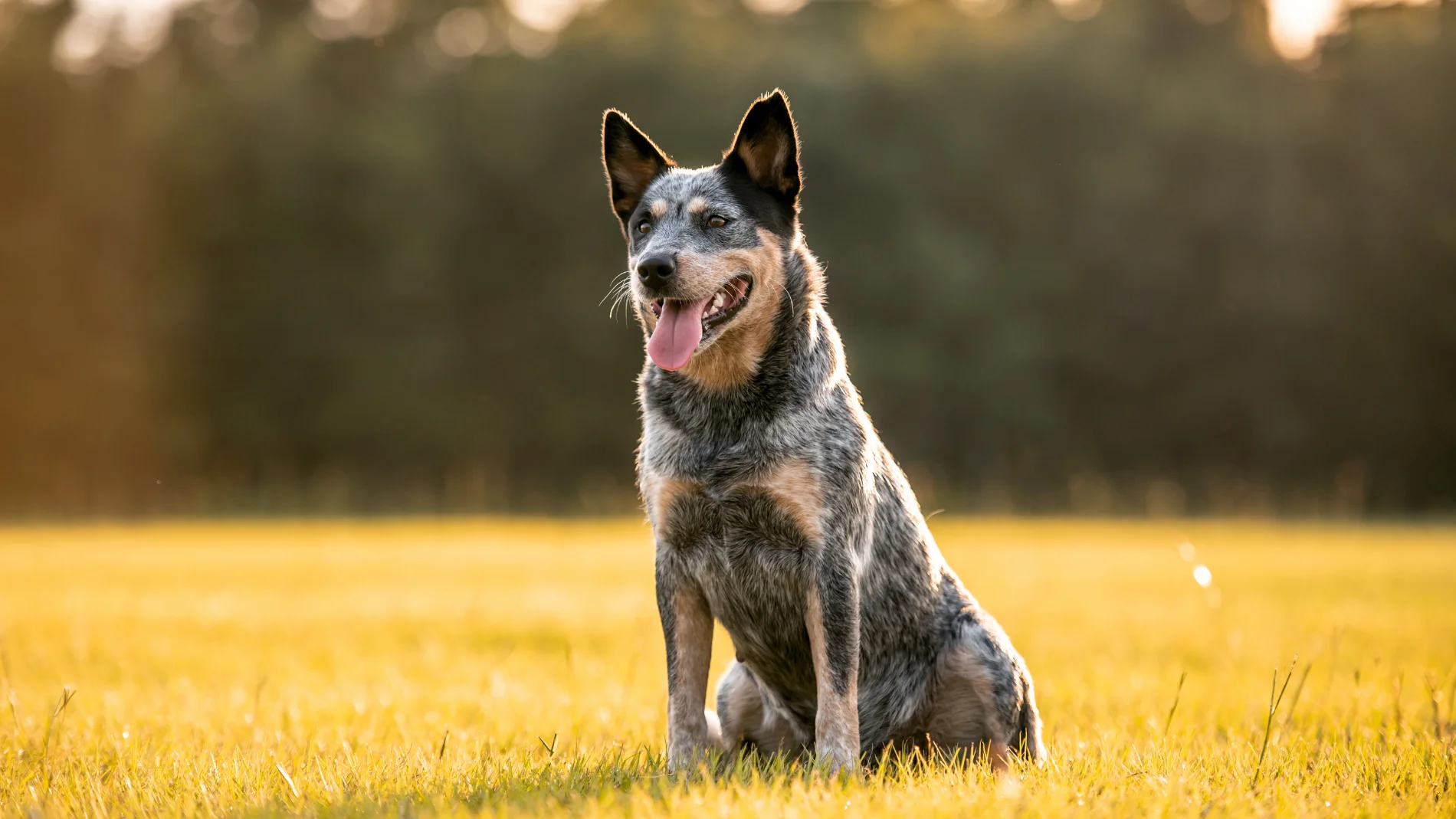 Perro ganadero australiano