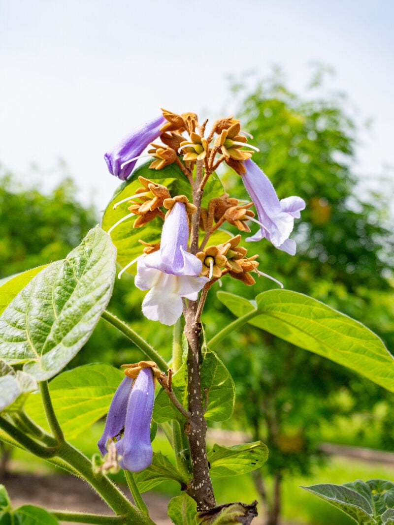 Flores de Paulownia tormentosa