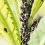 Adiós a los pulgones de tus plantas con este remedio casero y barato