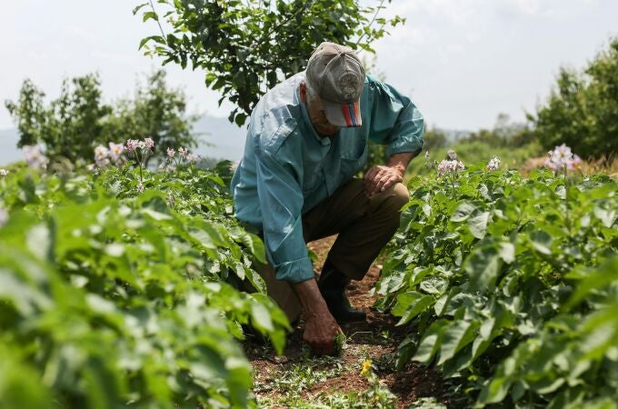 Banco Santander refuerza su apoyo al sector agroalimentario español