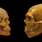Sapiens y neandertales, cara a cara