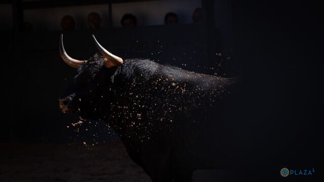 Estos son los pavorosos toros que marcan el regreso de Araúz de Robles a Las Ventas