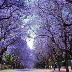 Crece más rápido que el bambú y tiene flores excepcionales: el arbusto único que transformará tu jardín