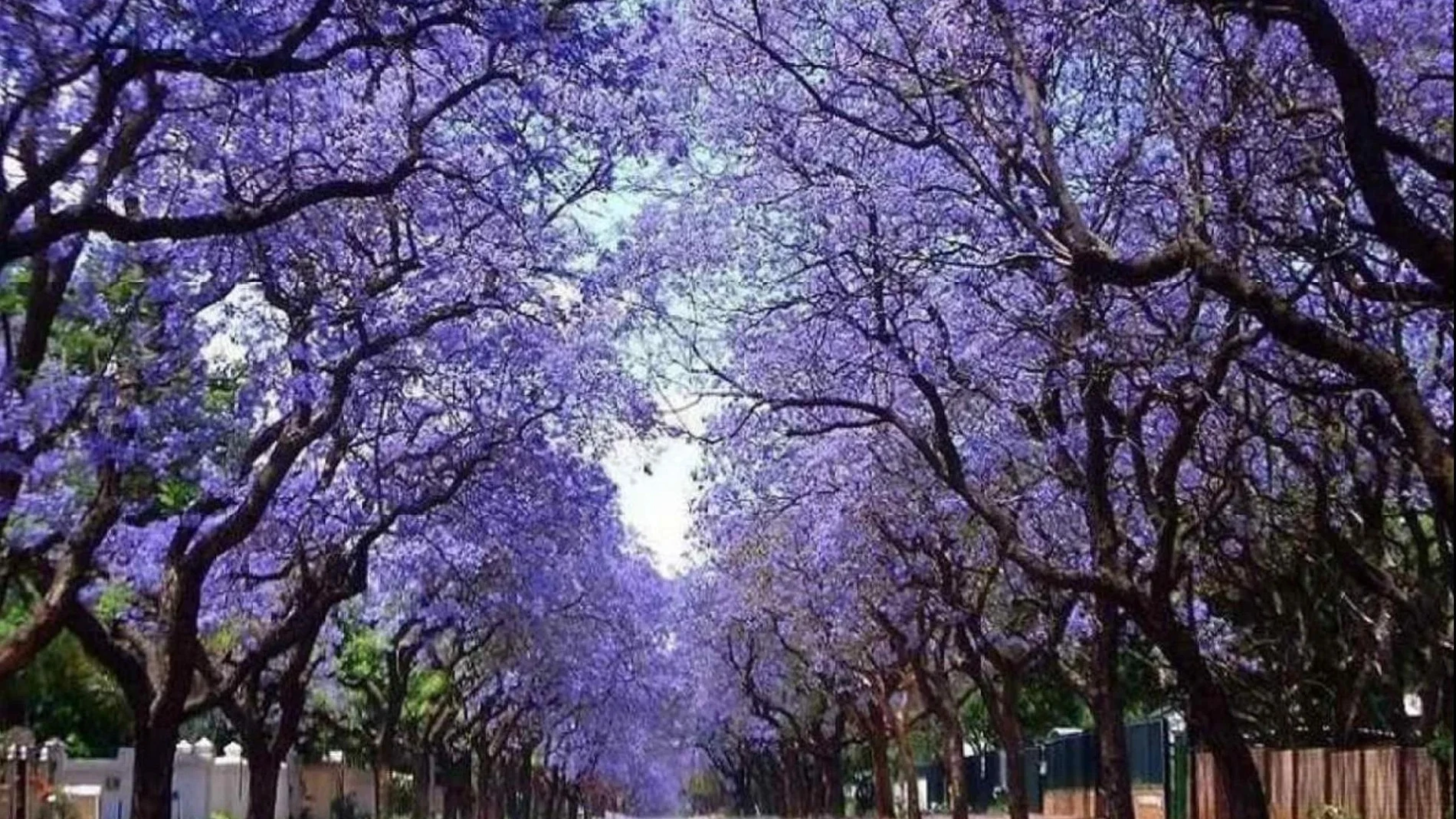 Crece más rápido que el bambú y tiene flores excepcionales: el arbusto único que transformará tu jardín