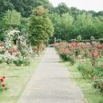 Por qué deberías conservar los posos de café (tu jardín te lo agradecerá)