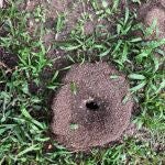 5 maneras efectivas de eliminar los hormigueros de tu jardín de forma natural