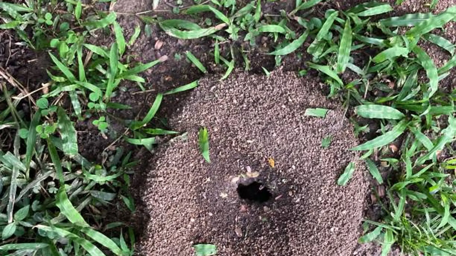 5 maneras efectivas de eliminar los hormigueros de tu jardín de forma natural