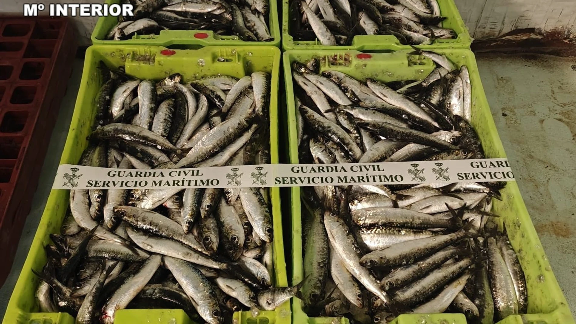 La Guardia Civil se incauta de más de 200 kilos de sardina procedentes del puerto de Corcubión (A Coruña), y que no habían sido declarados en los albaranes del camión que transportaba el pescado. REMITIDA / HANDOUT por Guardia Civil Fotografía remitida a medios de comunicación exclusivamente para ilustrar la noticia a la que hace referencia la imagen, y citando la procedencia de la imagen en la firma 23/05/2025