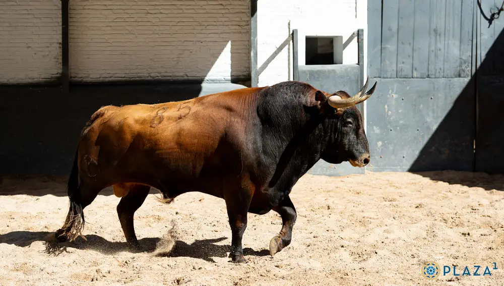 "Alabardero", nº 85