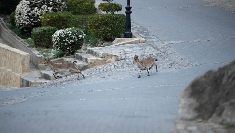Las cabras “acróbatas” conquistan los tejados de Jérica (Castellón)