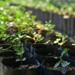 La planta imprescindible para la primavera: protege contra mosquitos perfuma y crece en maceta