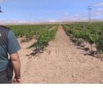 Un agente de la Guardia Civil en una bodega.