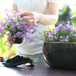 El motivo por el que se está pidiendo tener una planta de lavanda en casa