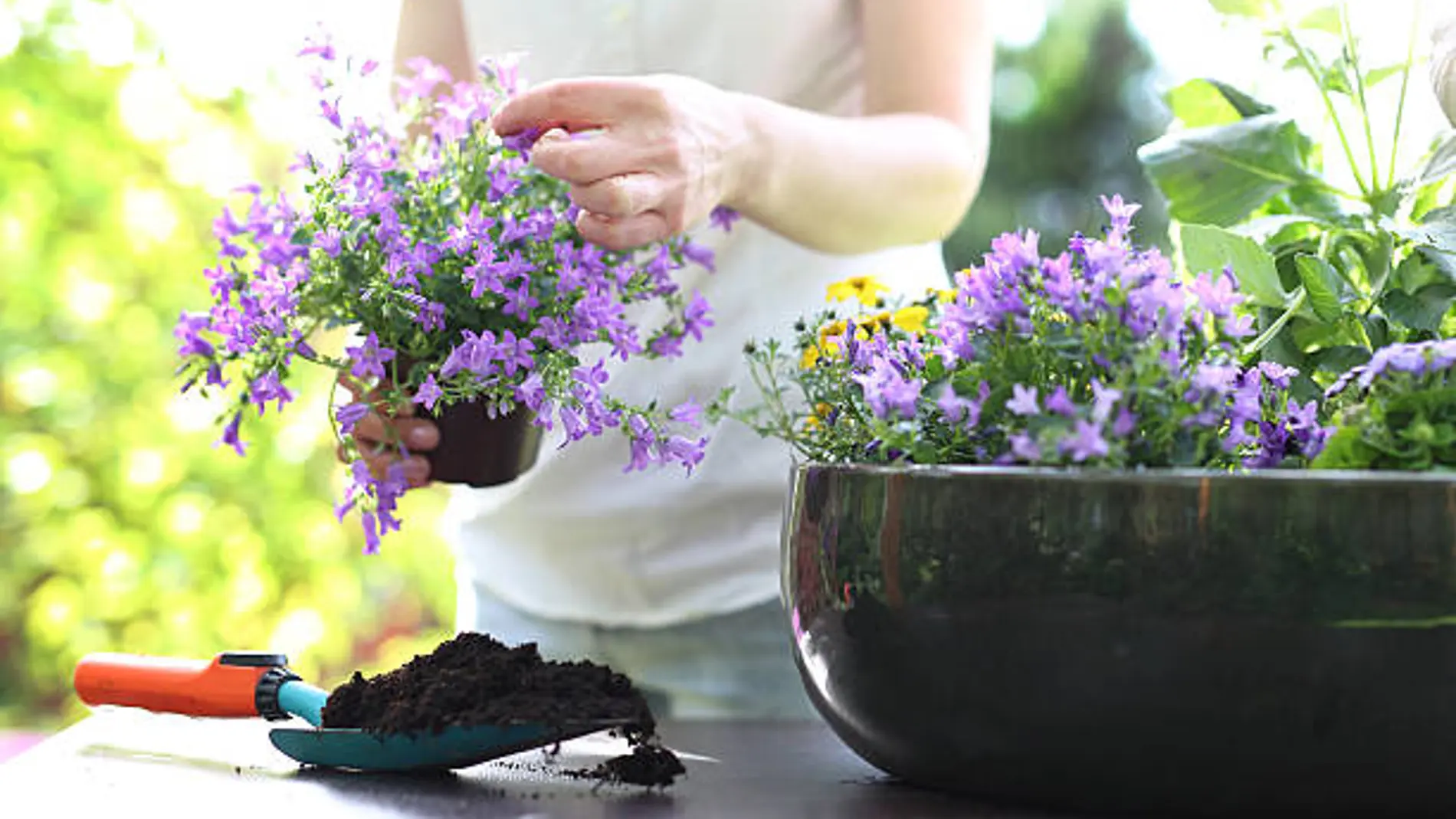 El motivo por el que se está pidiendo tener una planta de lavanda en casa