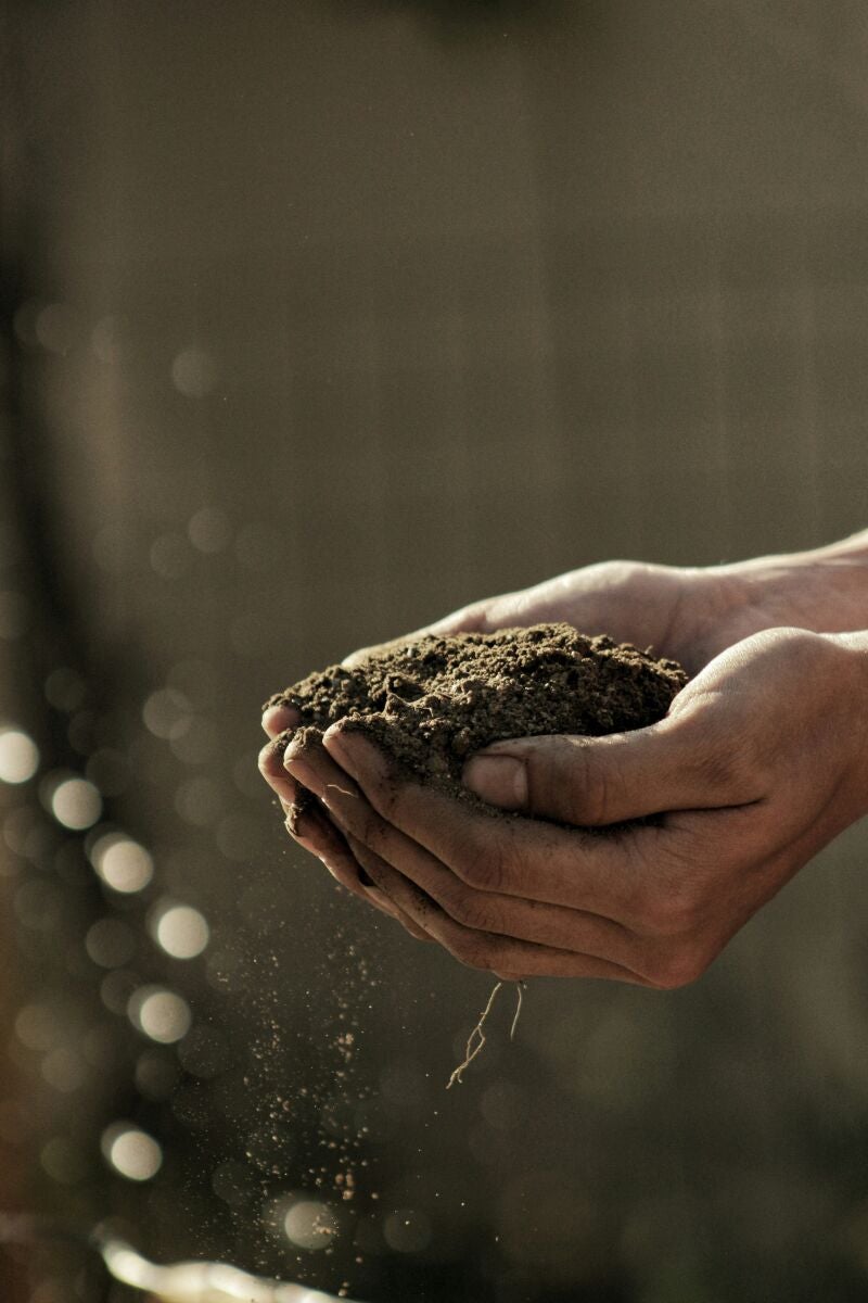 Por qué deberías conservar los posos de café (tu jardín te lo agradecerá)