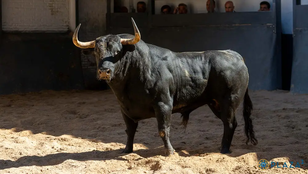 "Bisonte", nº 52