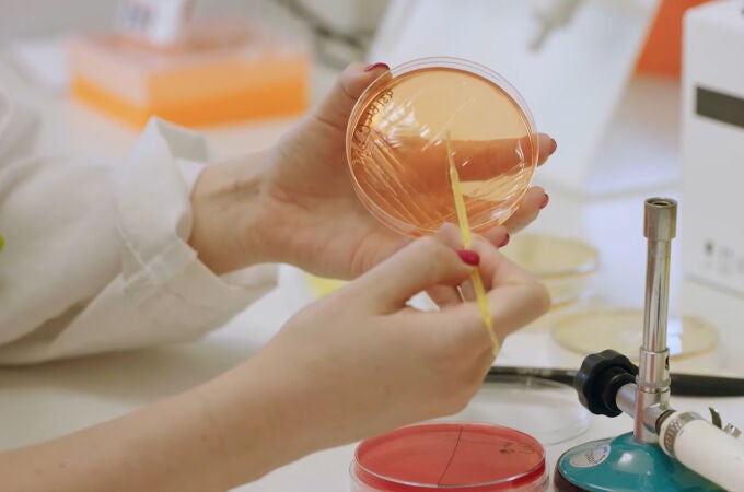 Una investigadora manipula una placa con bacterias en el laboratorio