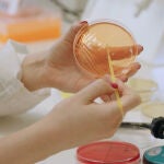 Una investigadora manipula una placa con bacterias en el laboratorio