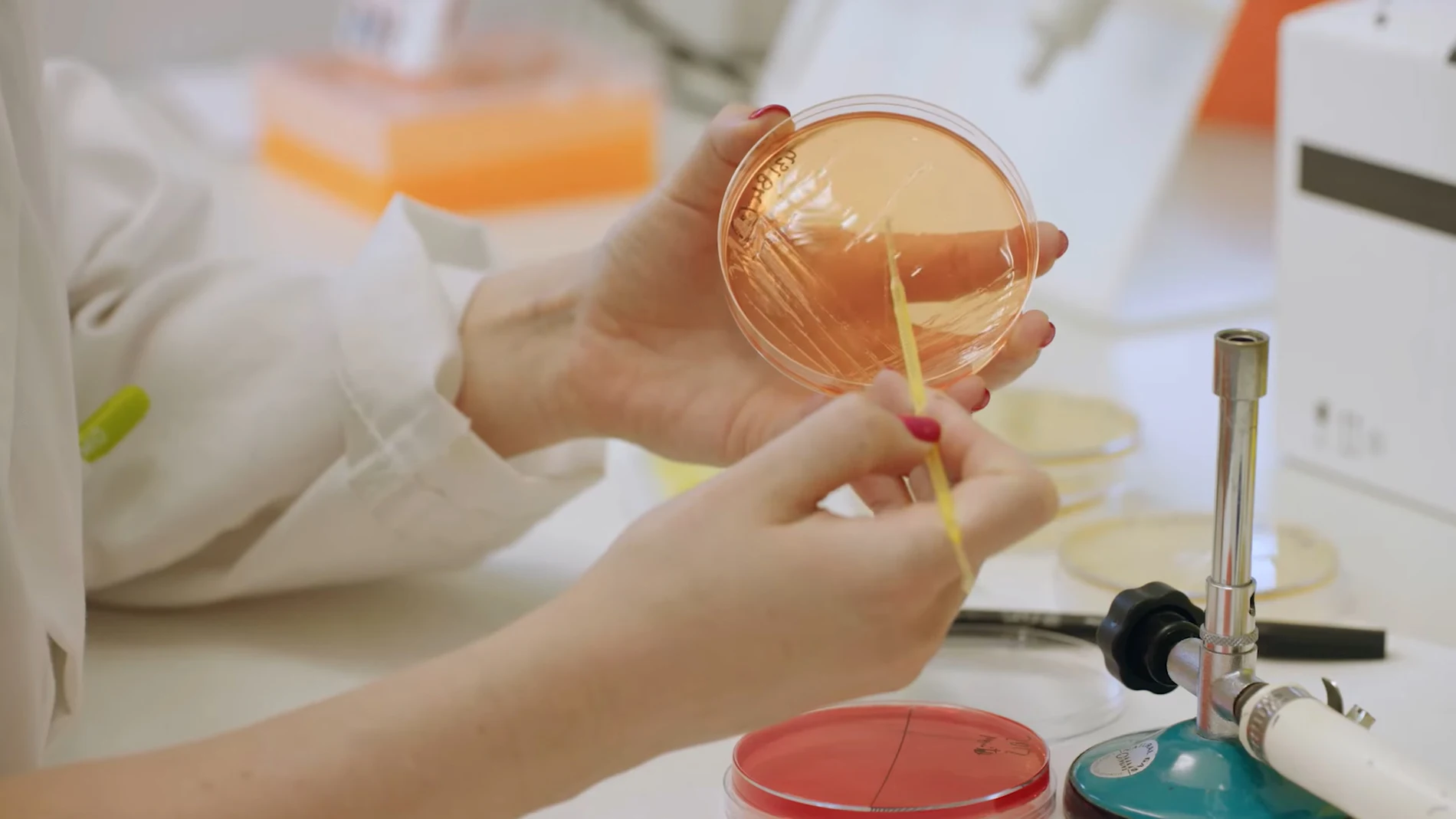 Una investigadora manipula una placa con bacterias en el laboratorio