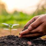 Esta es la semilla que debes plantar en mayo para tenerla lista en septiembre