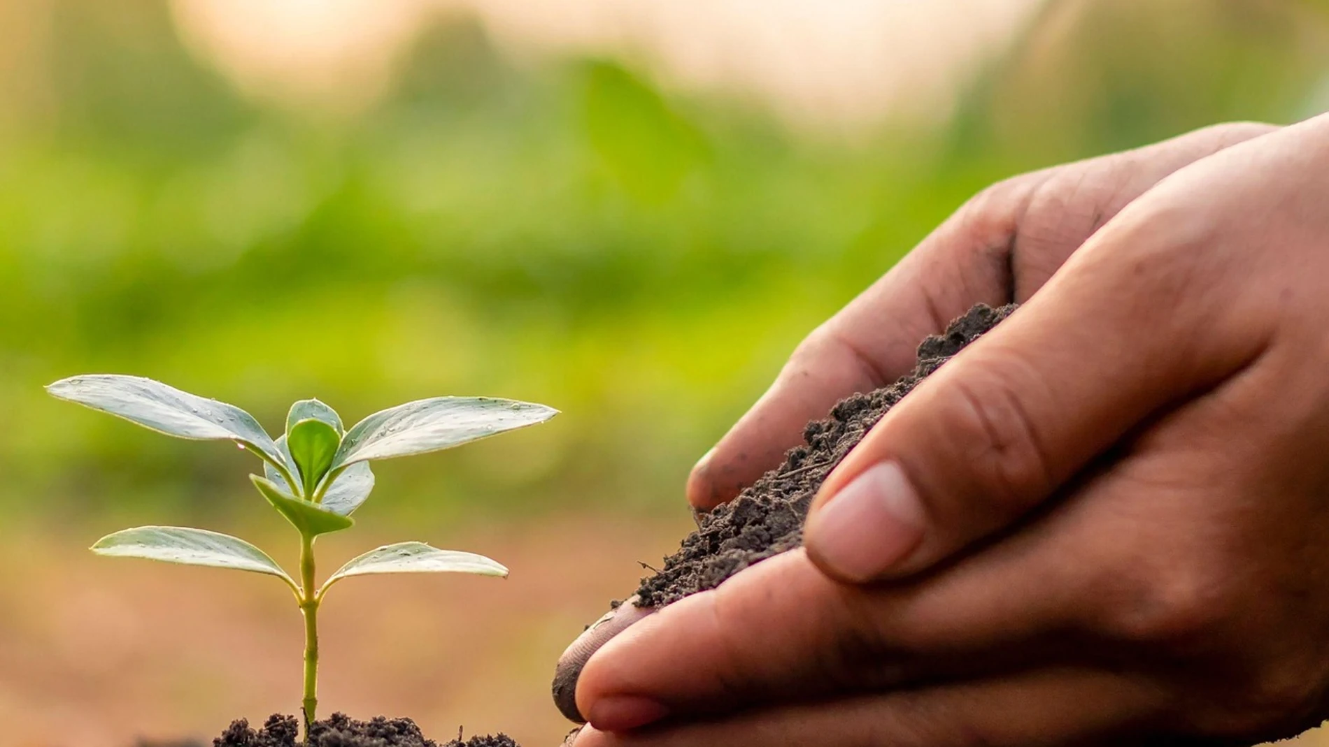 Esta es la semilla que debes plantar en mayo para tenerla lista en septiembre