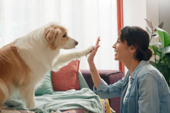 Razas de perros baratas 2025: estos son los 10 tipos de perros con los seguros más económicos