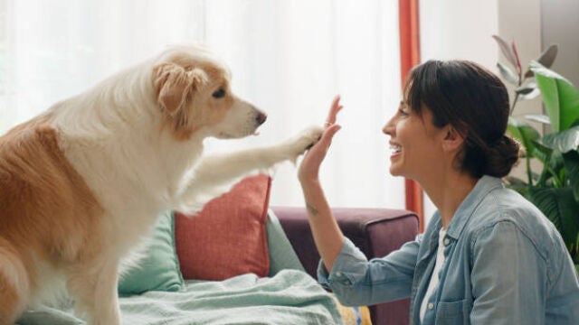Razas de perros baratas 2025: estos son los 10 tipos de perros con los seguros más económicos