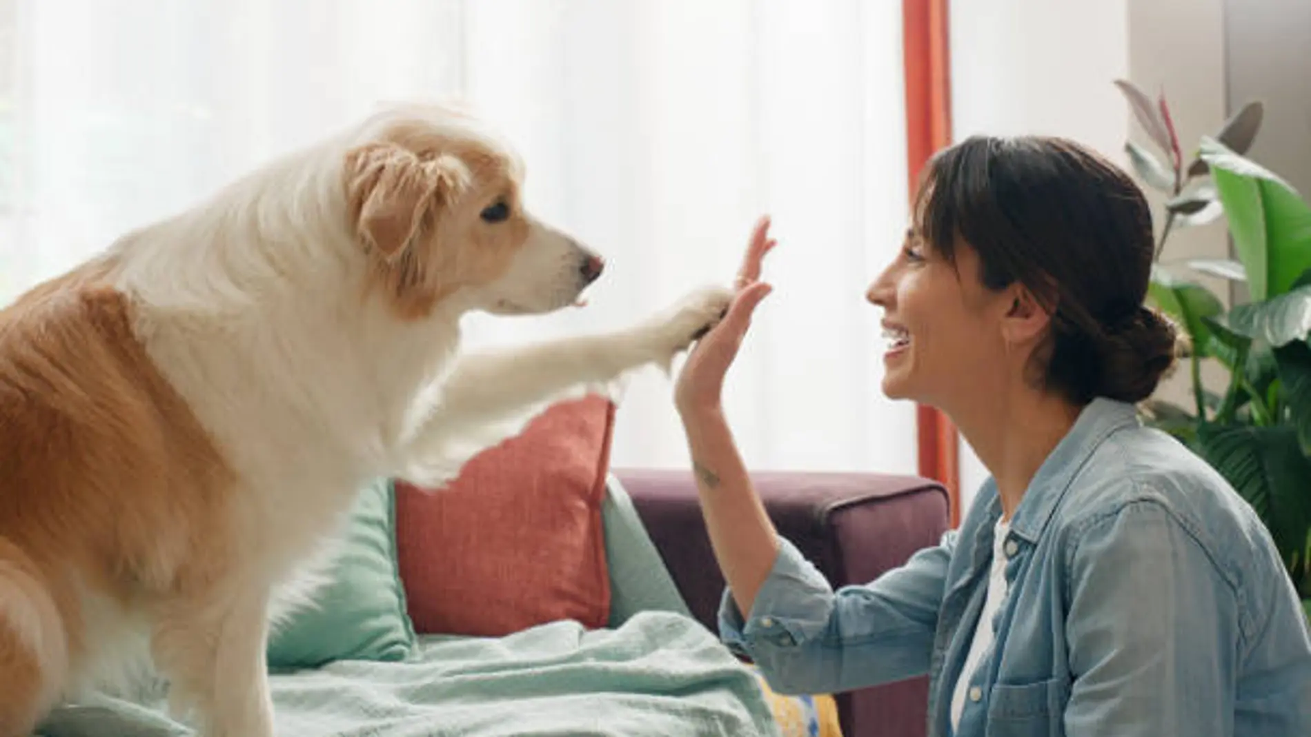 Razas de perros baratas 2025: estos son los 10 tipos de perros con los seguros más económicos