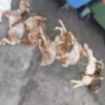 Cabritos tirados en contenedor en Serradilla