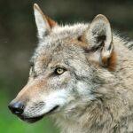 El TSJC emplaza al Gobierno Cantabria a alegar sobre la petición de ecologistas de suspender las extracciones de lobo