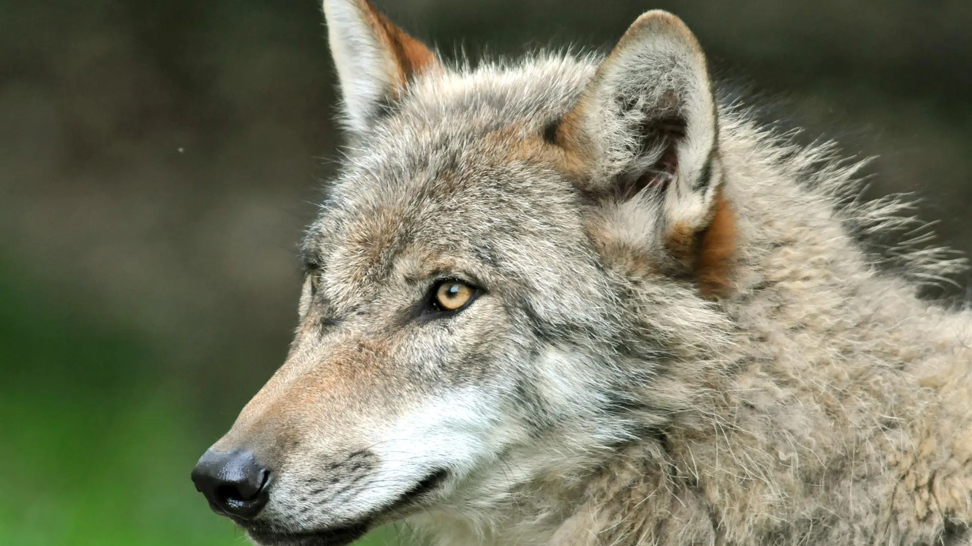 El TSJC emplaza al Gobierno Cantabria a alegar sobre la petición de ecologistas de suspender las extracciones de lobo