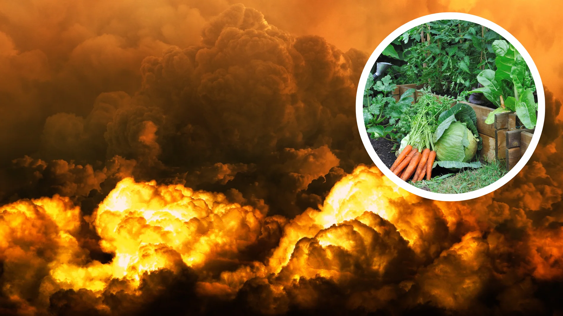 Estas son las plantas que tienes que cultivar si quieres sobrevivir a un colapso