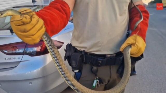 Agentes forestales rescatan a una culebra bastarda escondida en el motor de un coche en Villarejo de Salvanés