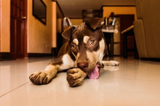 Perro lamiéndose una pata 