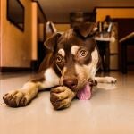 Perro lamiéndose una pata 