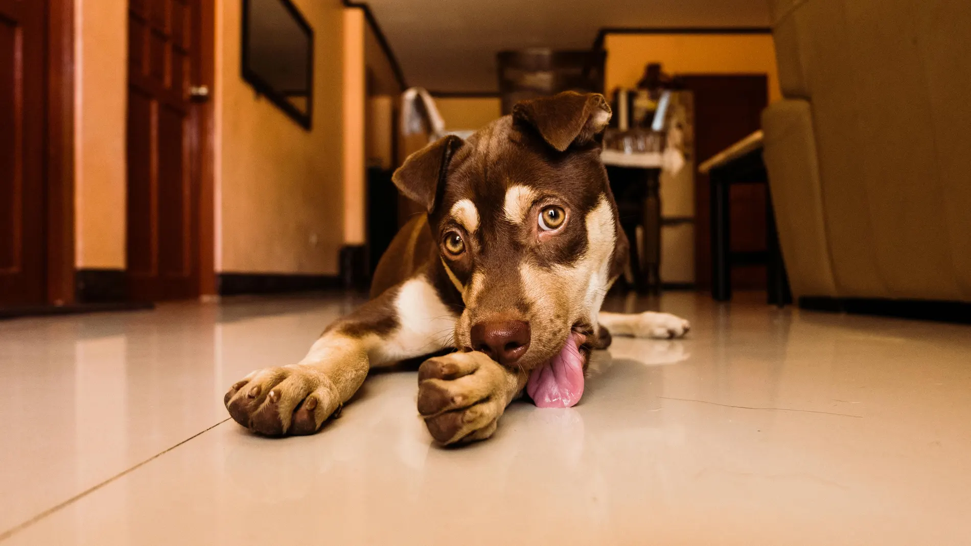 Perro lamiéndose una pata