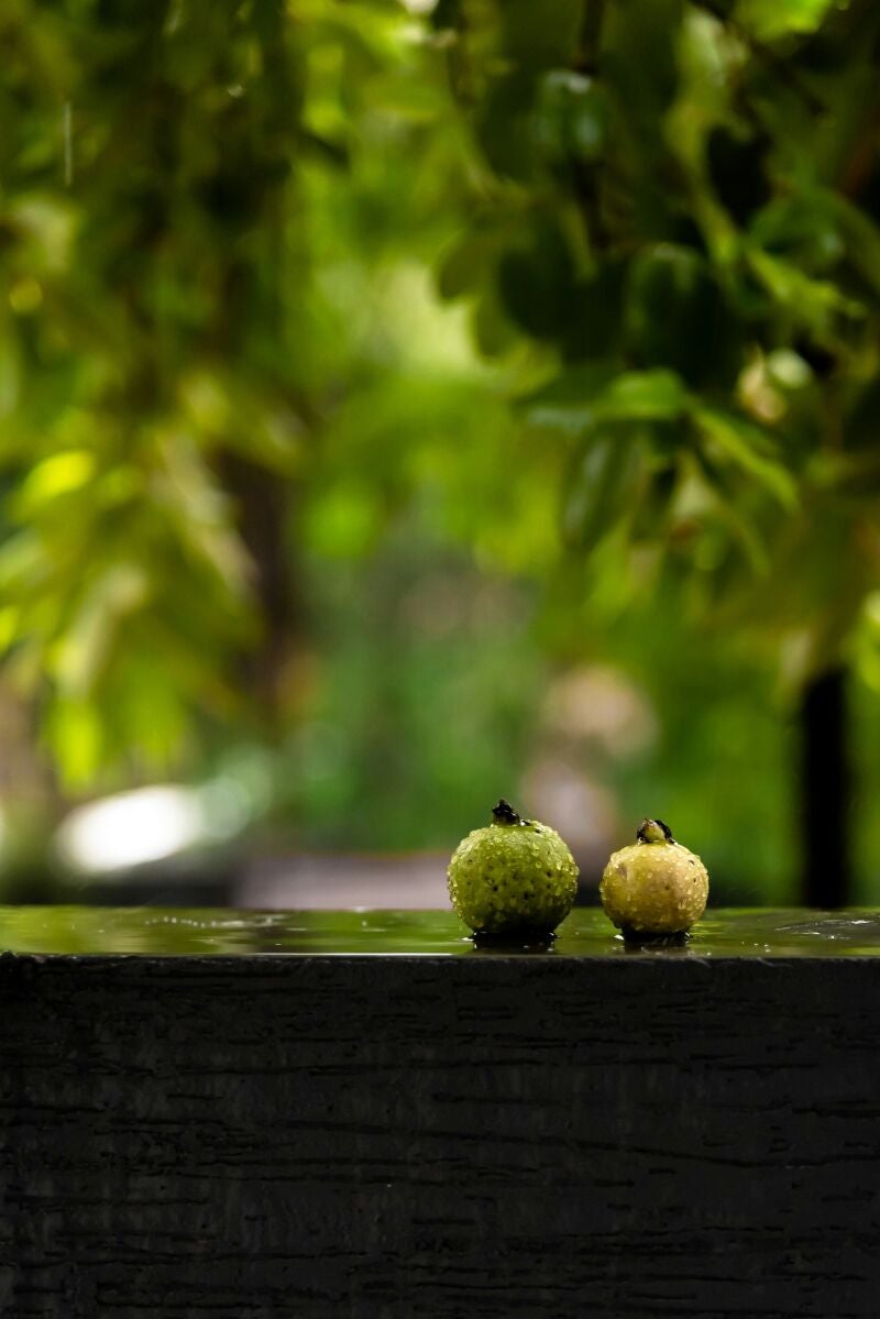 El árbol que todos quieren en su jardín: no rompe el suelo, da sombra y frutos todo el año