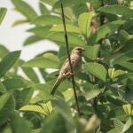 El árbol que todos quieren en su jardín: no rompe el suelo, da sombra y frutos todo el año