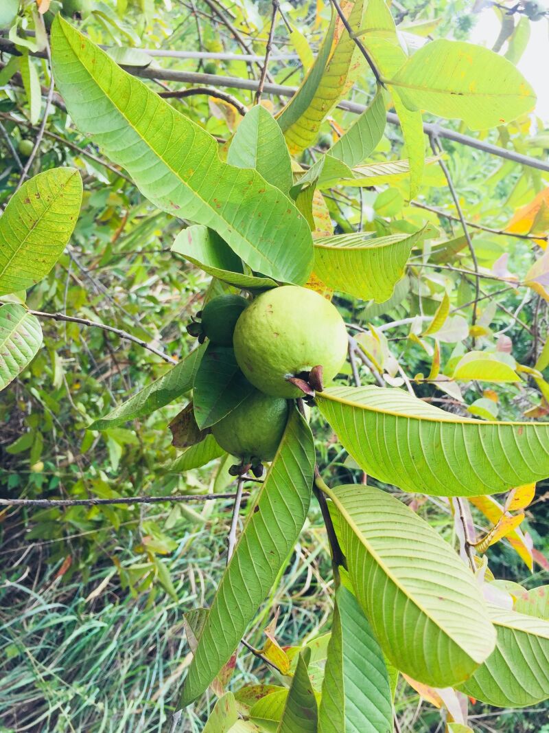 ¿Por qué el guayabo es ideal para tu jardín?