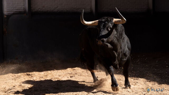 Estos son los toros elegidos para el mano a mano más esperado en Las Ventas