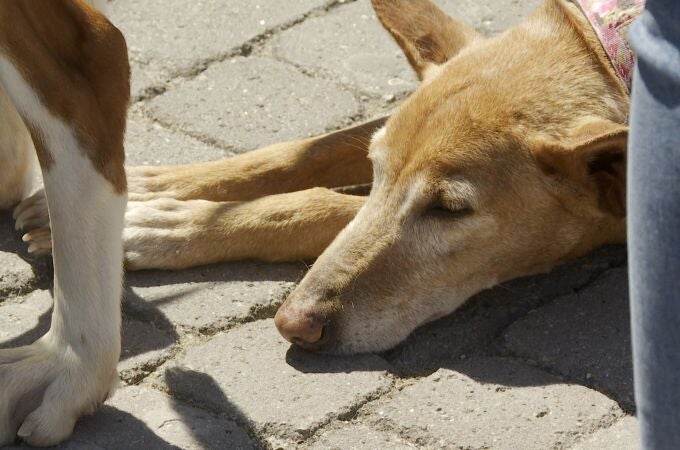 Más de 30 perros afectados por la dana desfilan en busca de un hogar en Bioparc: "No pueden caer en el olvido"