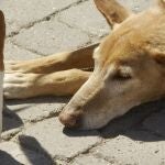Más de 30 perros afectados por la dana desfilan en busca de un hogar en Bioparc: "No pueden caer en el olvido"