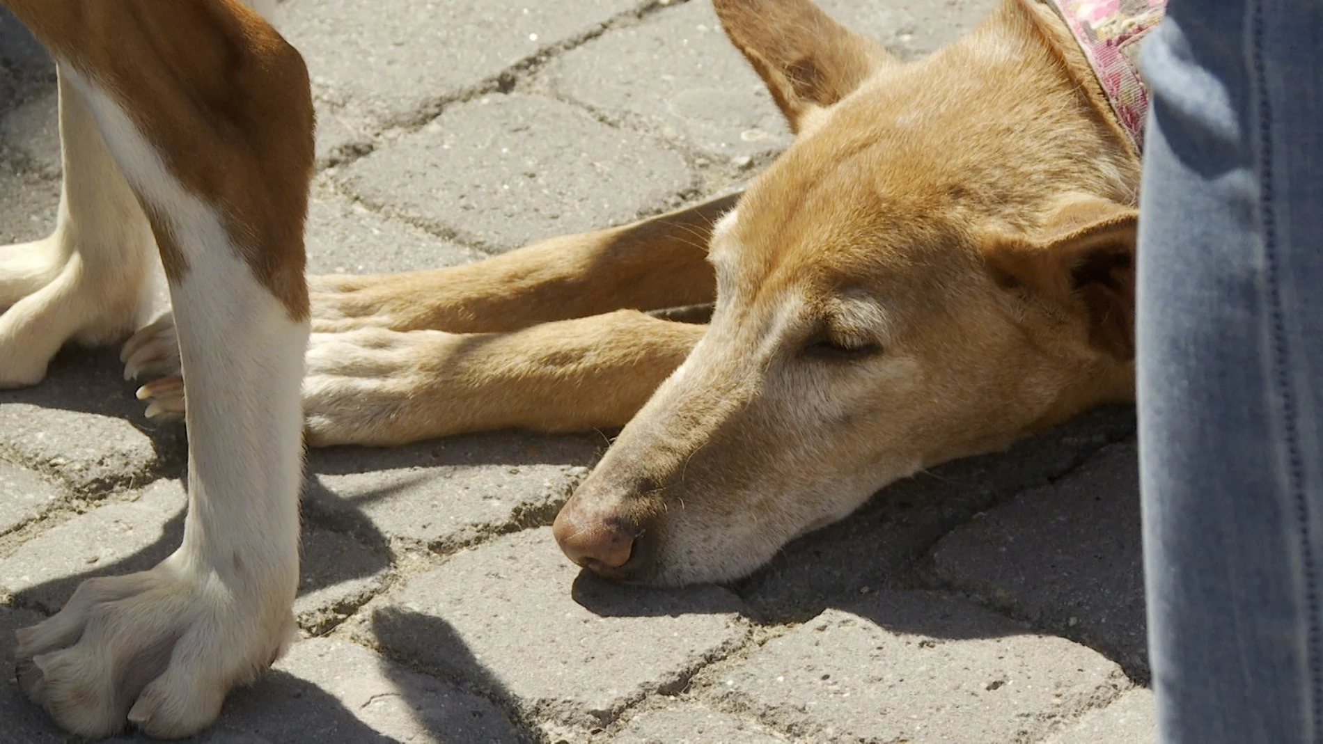 Más de 30 perros afectados por la dana desfilan en busca de un hogar en Bioparc: "No pueden caer en el olvido" EUROPA PRESS TV 25/05/2025