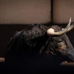 Estos son los agresivos toros de Fuente Ymbro para la exigente tarde de hoy en Las Ventas