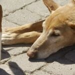 Más de 30 perros afectados por la dana desfilan en busca de un hogar en Bioparc: "No pueden caer en el olvido"