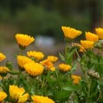 Siembra esta flor en junio y tendrás un jardín lleno de color en septiembre