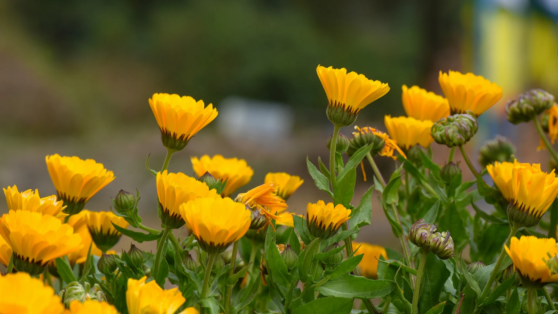 Siembra esta flor en junio y tendrás un jardín lleno de color en septiembre